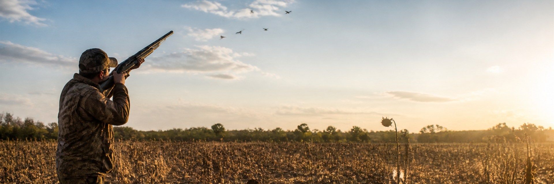 A hunter shoulders a shotgun toward mourning doves crossing a blue September sky above a harvested sunflower field in low sun.