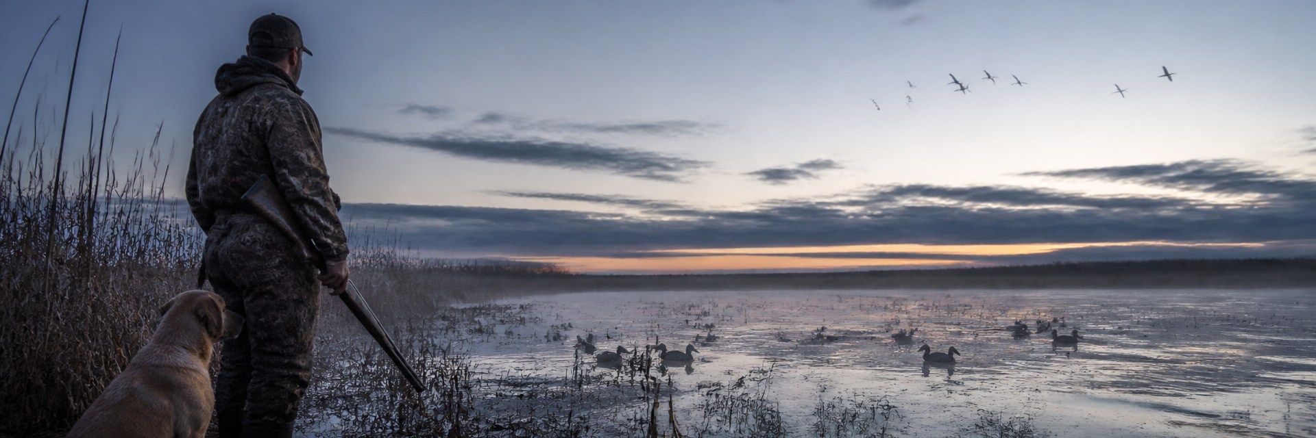 A waterfowl hunter and a retriever wait in marsh reeds at cold blue dawn, with mallard decoys on open water and a small flock crossing the distant sky.