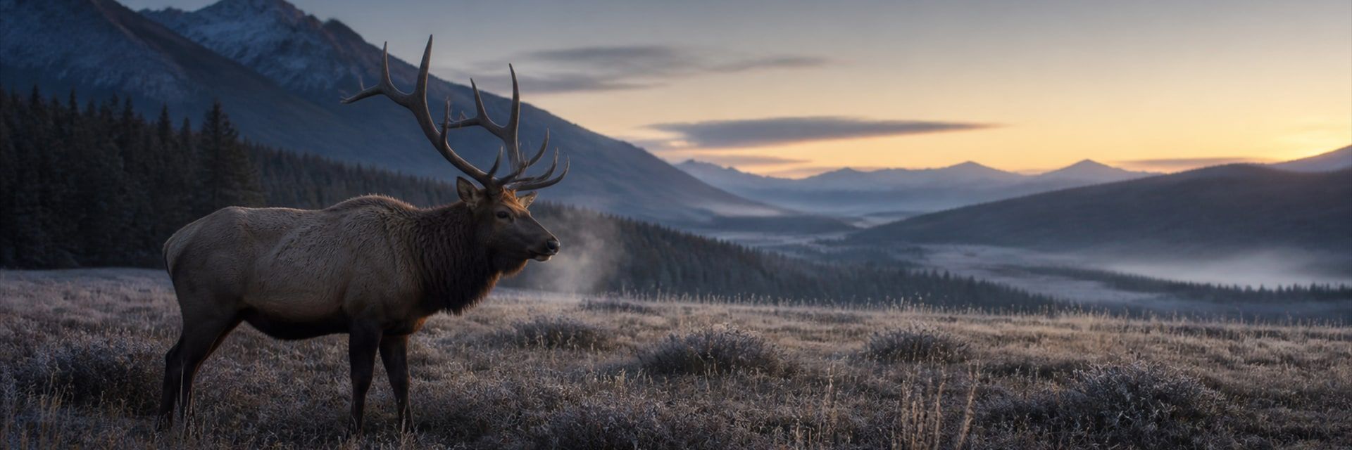 A mature bull elk stands in a frosted Rocky Mountain meadow at cold dawn, breath visible, with distant snow-capped ridges and low ground fog across the valley.