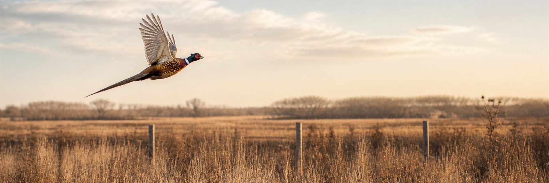 A ring-necked pheasant flushes low over golden prairie grass at sunset, wings fully extended past a weathered fence line and open farmland.