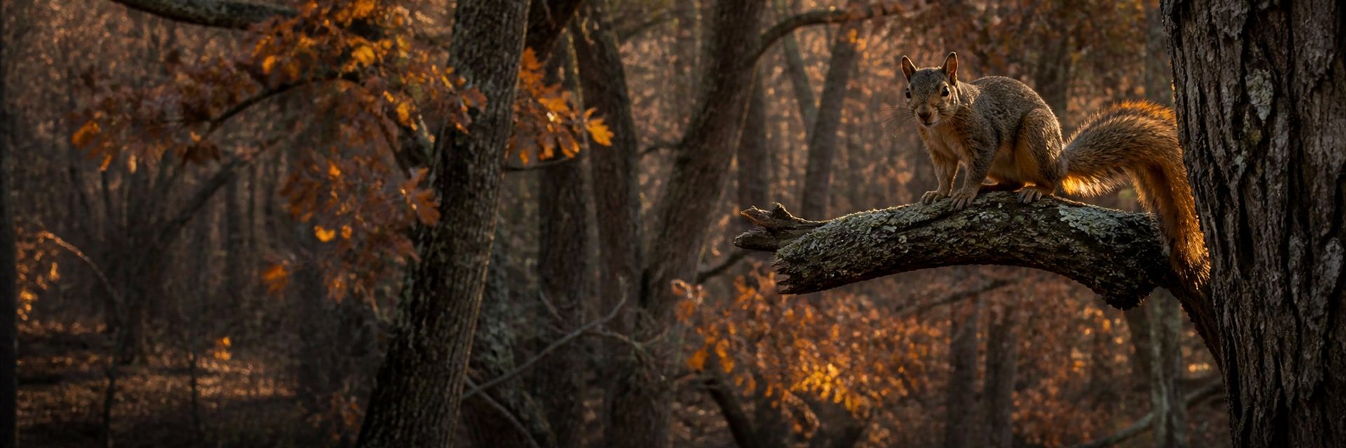 A fox squirrel pauses on a lichen-covered oak limb in late-autumn woodland, warm sidelight catching its russet tail among layered tree trunks.